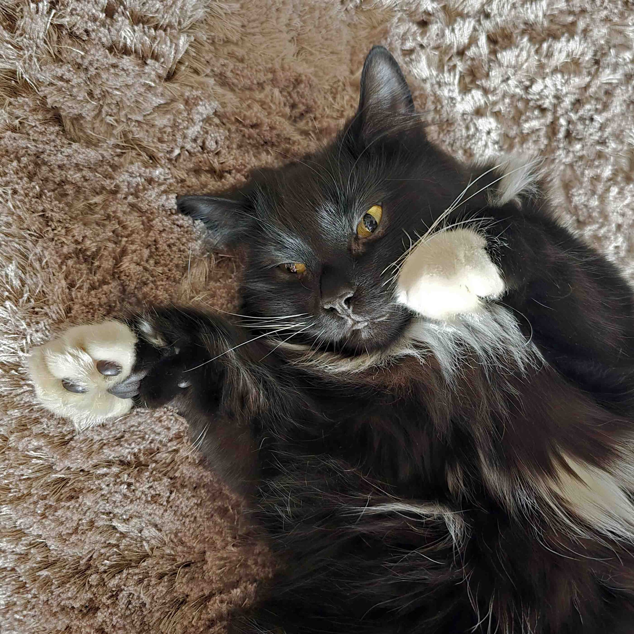 Jess relaxing on a soft blanket